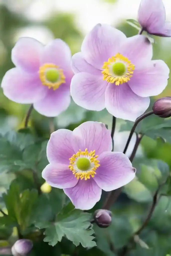 🎐 8. Japanese Anemone — Graceful and Long-Blooming