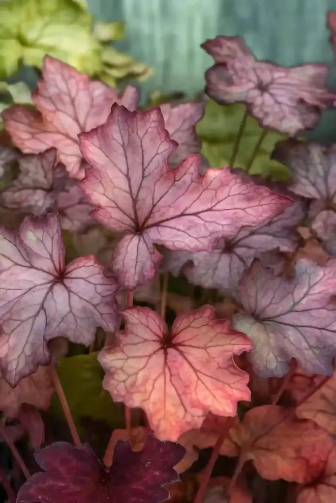 🎨 11. Coral Bells (Heuchera) — Foliage That Steals the Show