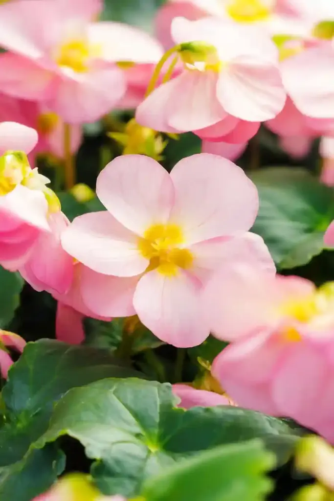 🌺 16. Begonias — Versatile, Colorful, and Beginner-Friendly