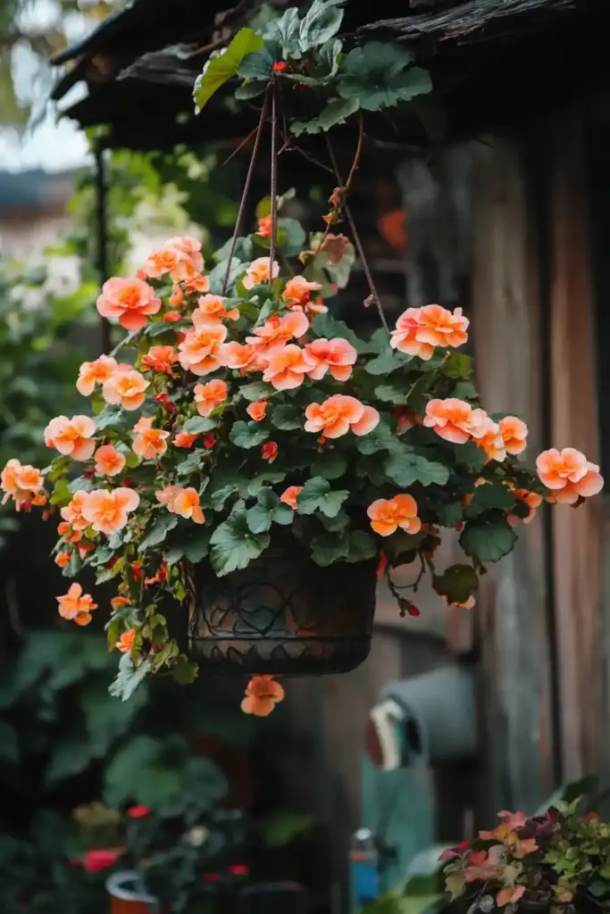 Begonias