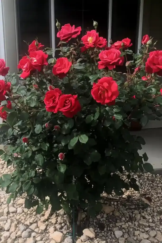 Classic Beauty with Endless Variety