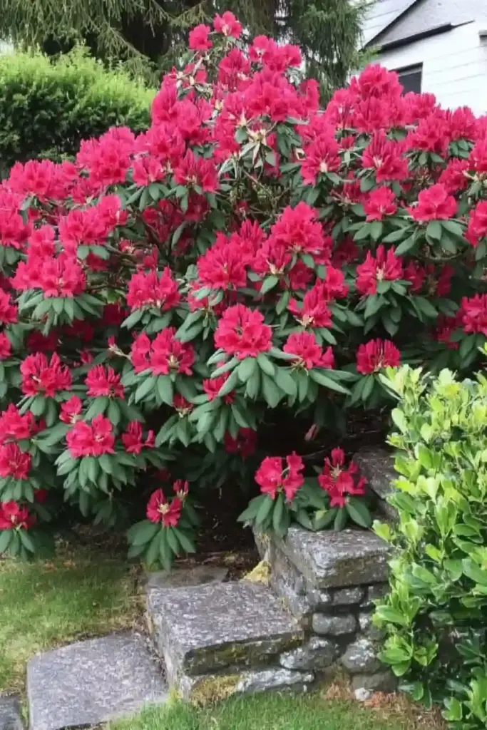 Big Leaves and Bigger Blooms