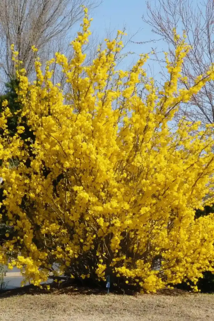 Brighten Early Spring with Bold Yellow Blooms