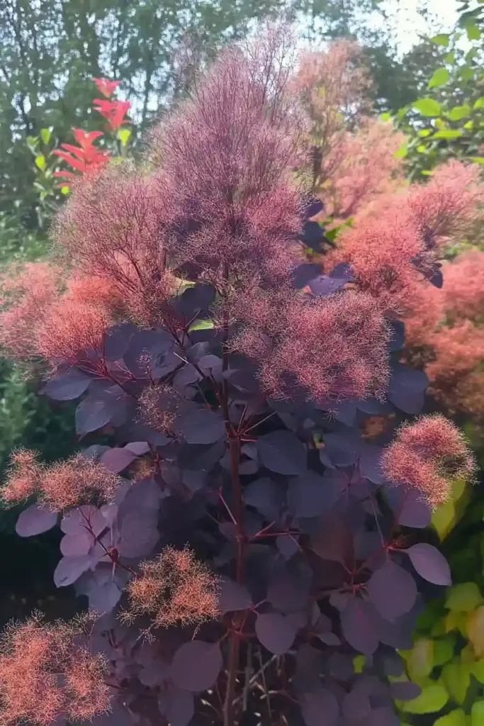 Add Drama with Airy Plumes and Bold Leaves