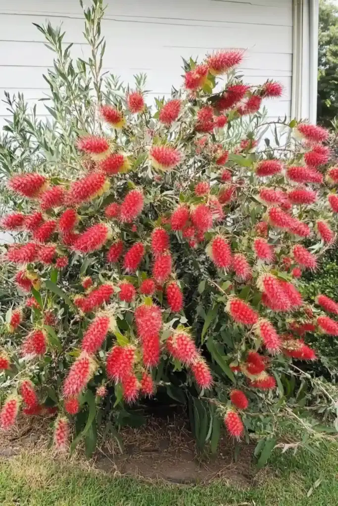 A Drought-Tolerant Showstopper