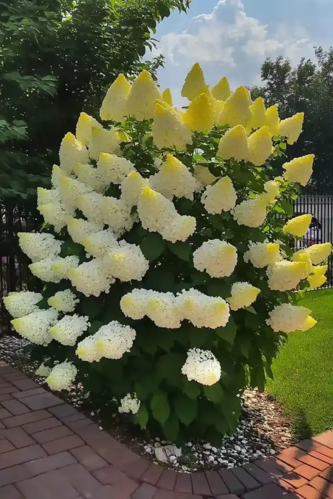 Big Blooms for a Bold First Impression