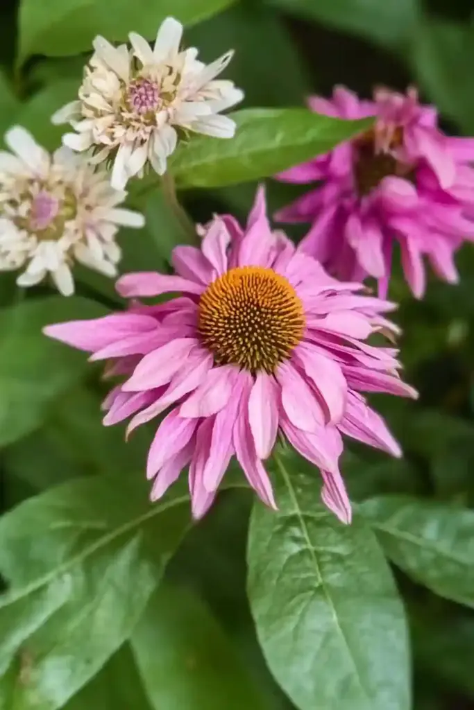🌸 10. Coneflower (Echinacea)