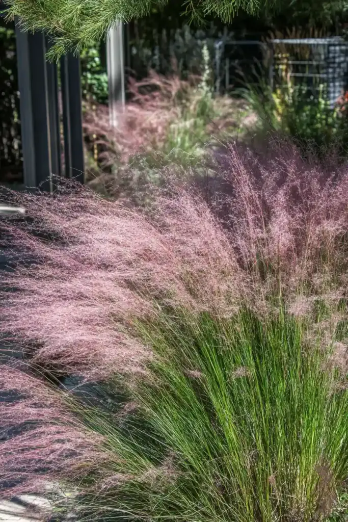 🌾 15. Pink Muhly Grass (Muhlenbergia capillaris)