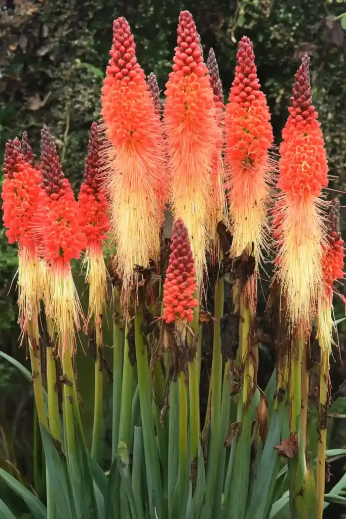 🔥 16. Red Hot Poker (Kniphofia)