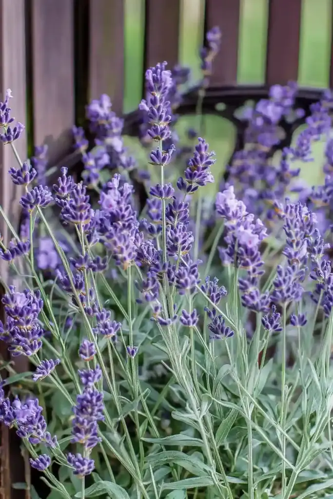 🌿 7. Lavender (Lavandula)
