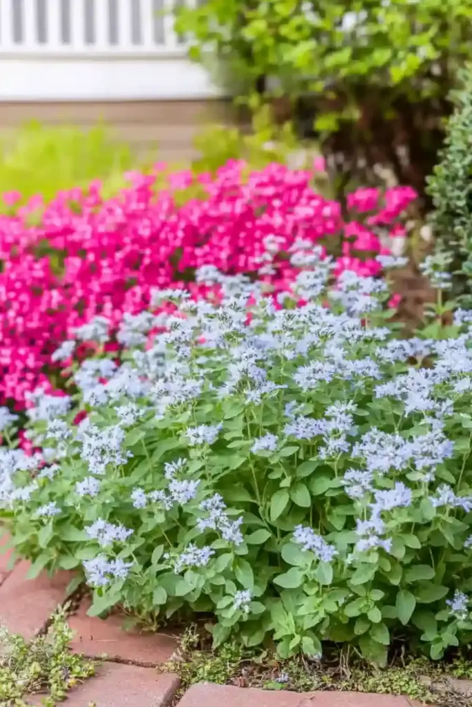 💜 6. Catmint (Nepeta ×faassenii)