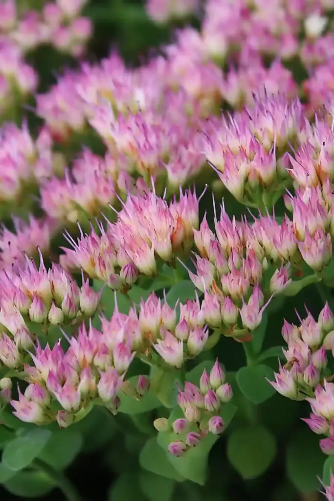 🍁 3. Sedum ‘Autumn Joy’