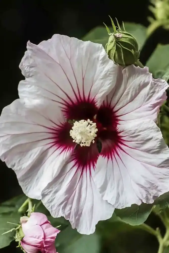 🌺 12. Rose Mallow (Hibiscus moscheutos)
