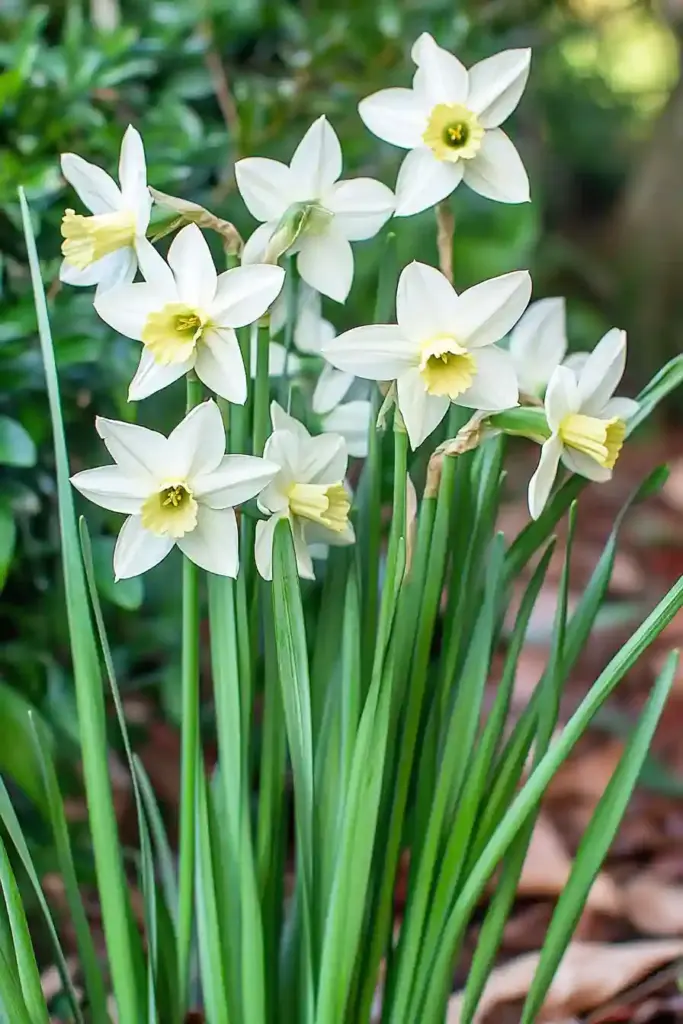 ☀️ 5. Daffodils (Narcissus)