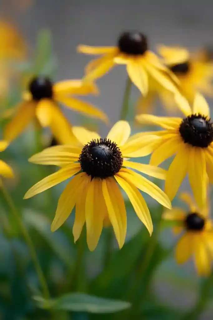 🌼 1. Black-eyed Susan (Rudbeckia)