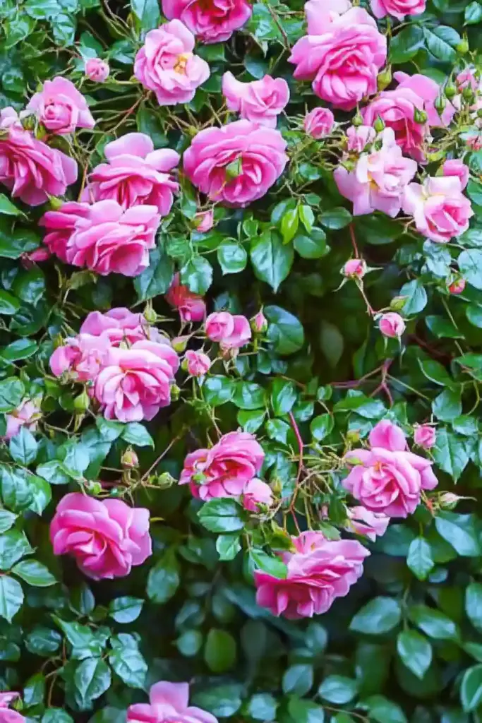 🌹 11. Polyantha Roses