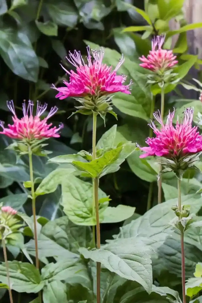 ❤️ 14. Bee Balm (Monarda)