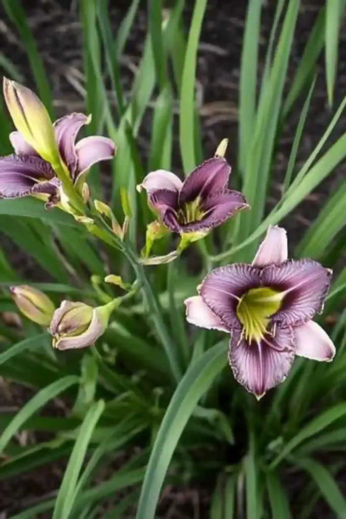 🌞 8. Daylily (Hemerocallis)