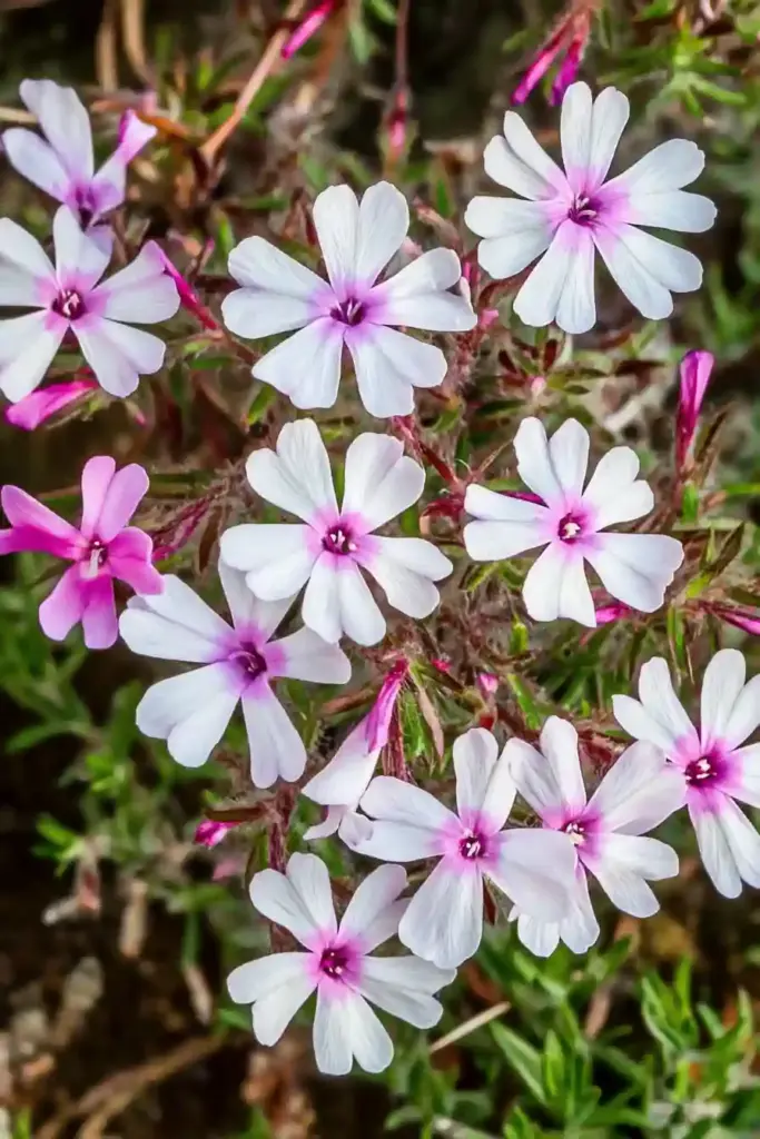 🌸 4. Creeping Phlox (Phlox subulata)
