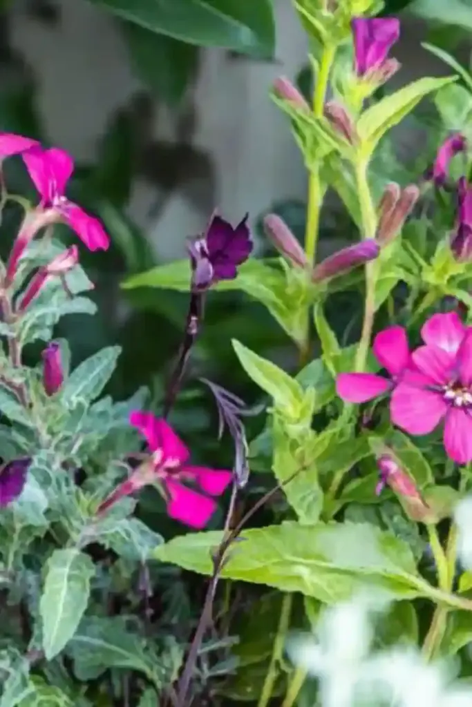 💙 13. Salvia (Salvia spp.)