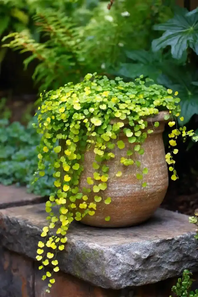 Creeping Jenny
