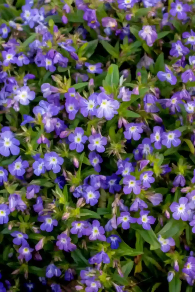 🌸 8. Trailing Lobelia (Lobelia erinus)