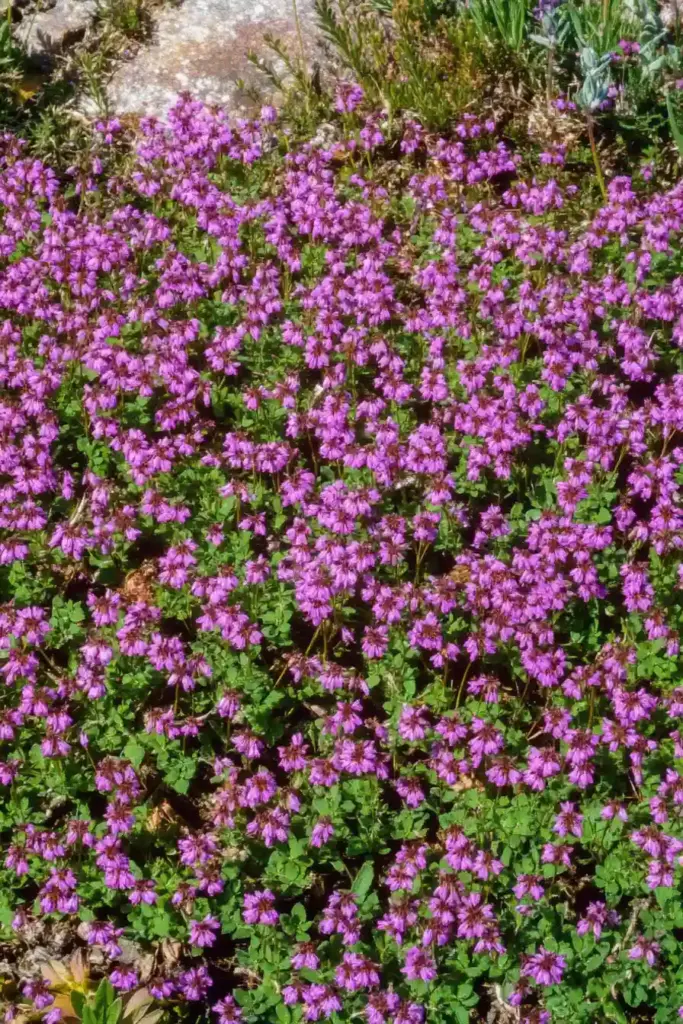 🌿 3. Creeping Thyme (Thymus serpyllum)