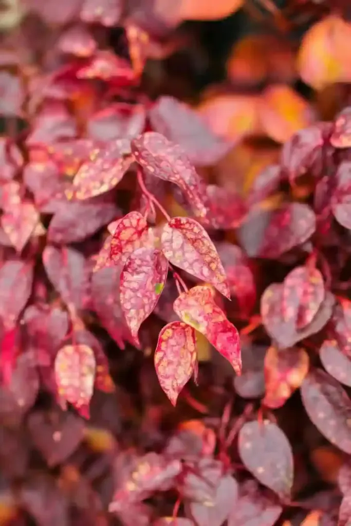 🌺 10. Weeping Loropetalum (Loropetalum chinense ‘Purple Pixie’)