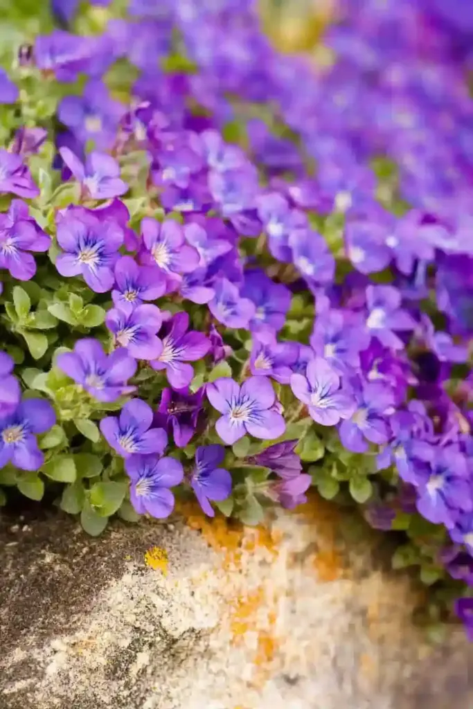 💙 6. Cascade Blue Rock Cress (Aubrieta ‘Cascade Blue’)