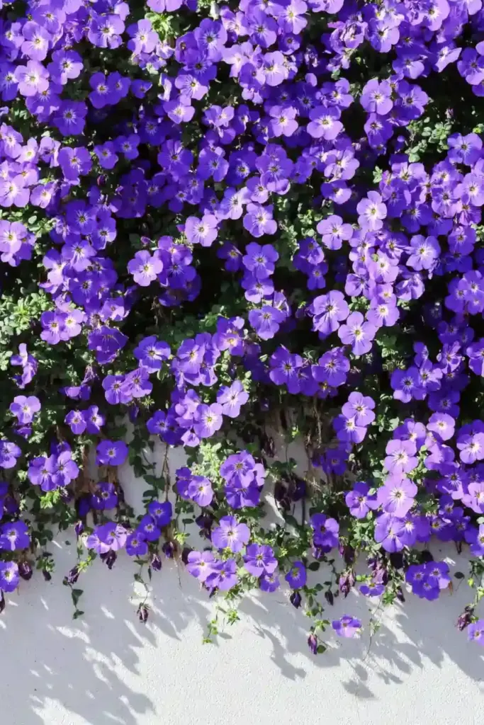 💜 7. Aubrieta (Aubrieta deltoidea)