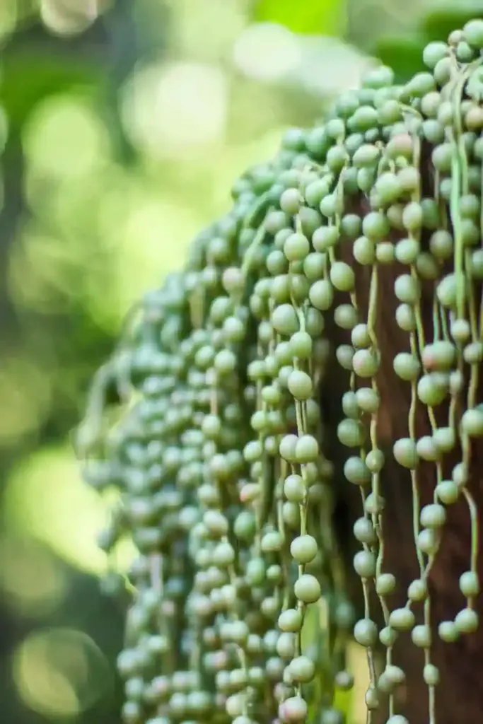 🌿 13. String of Pearls (Senecio rowleyanus)