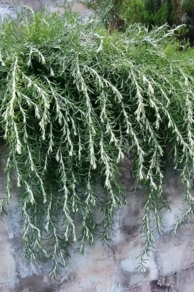 🌱 14. Trailing Rosemary (Rosmarinus officinalis ‘Prostratus’)