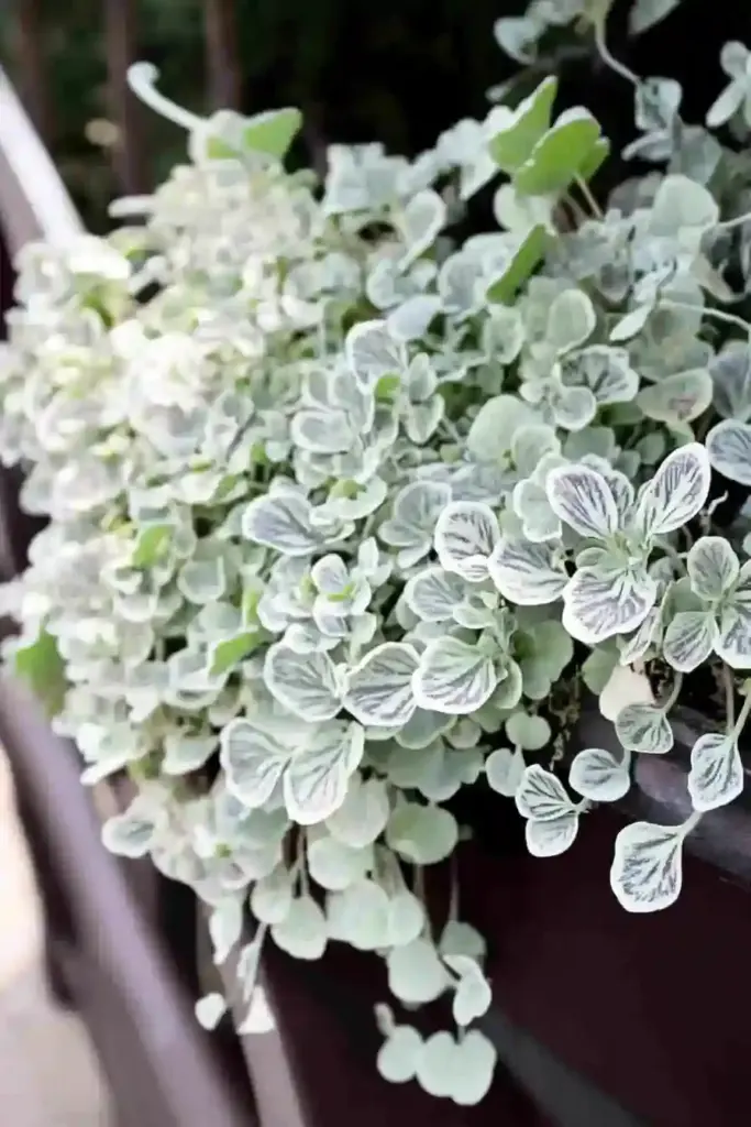 🌿 17. Silver Falls (Dichondra argentea ‘Silver Falls’)