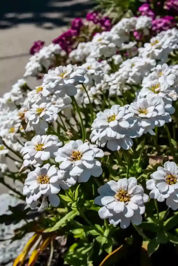 🌼 4. Candytuft (Iberis sempervirens)