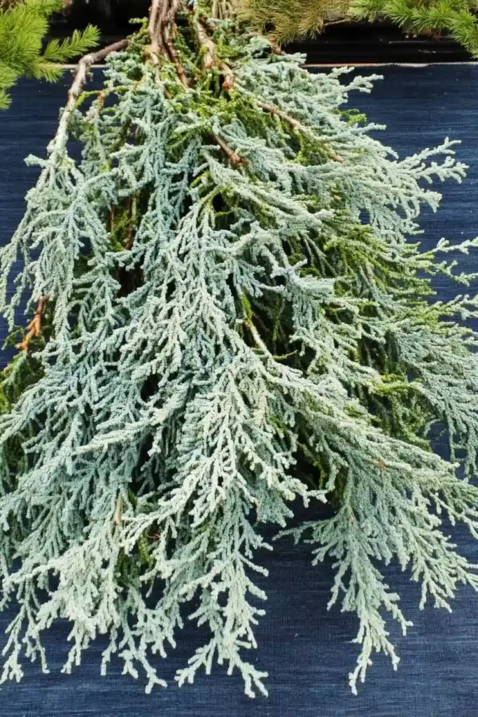 💙 15. Blue Rug Juniper (Juniperus horizontalis ‘Wiltonii’)