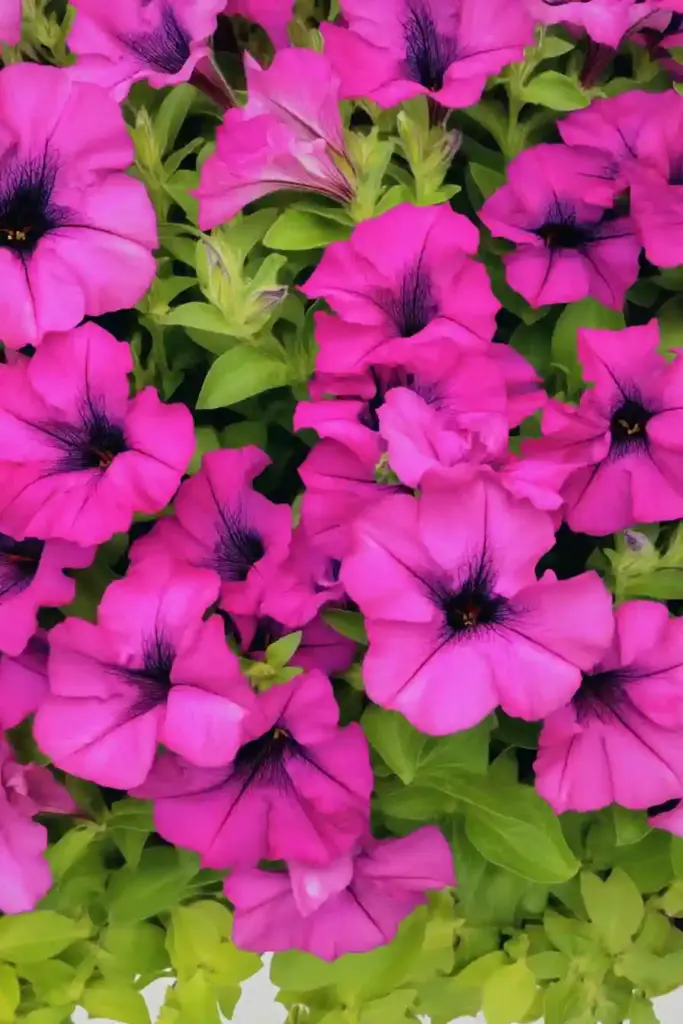 🌸 16. Wave Petunia (Petunia × hybrida)