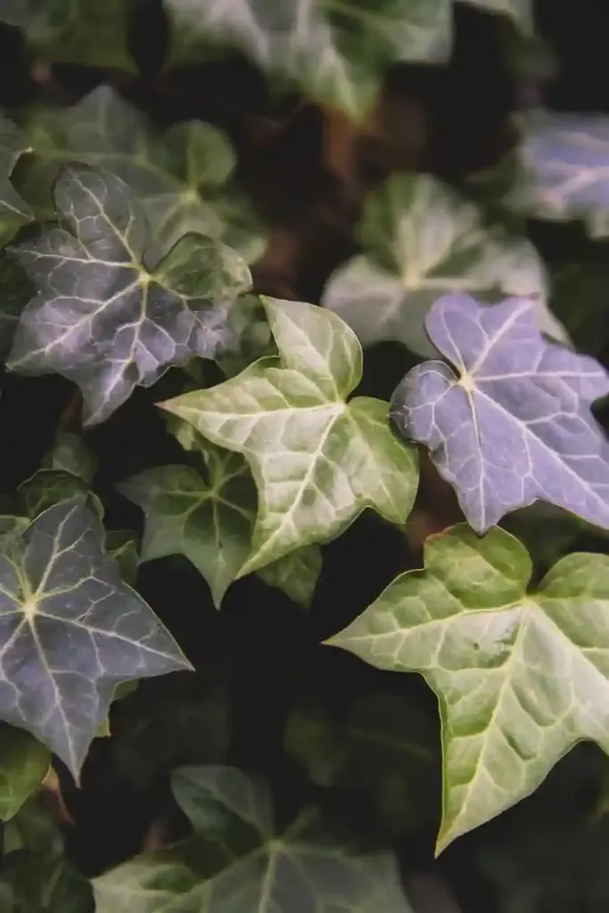 🌱 1. English Ivy (Hedera helix)