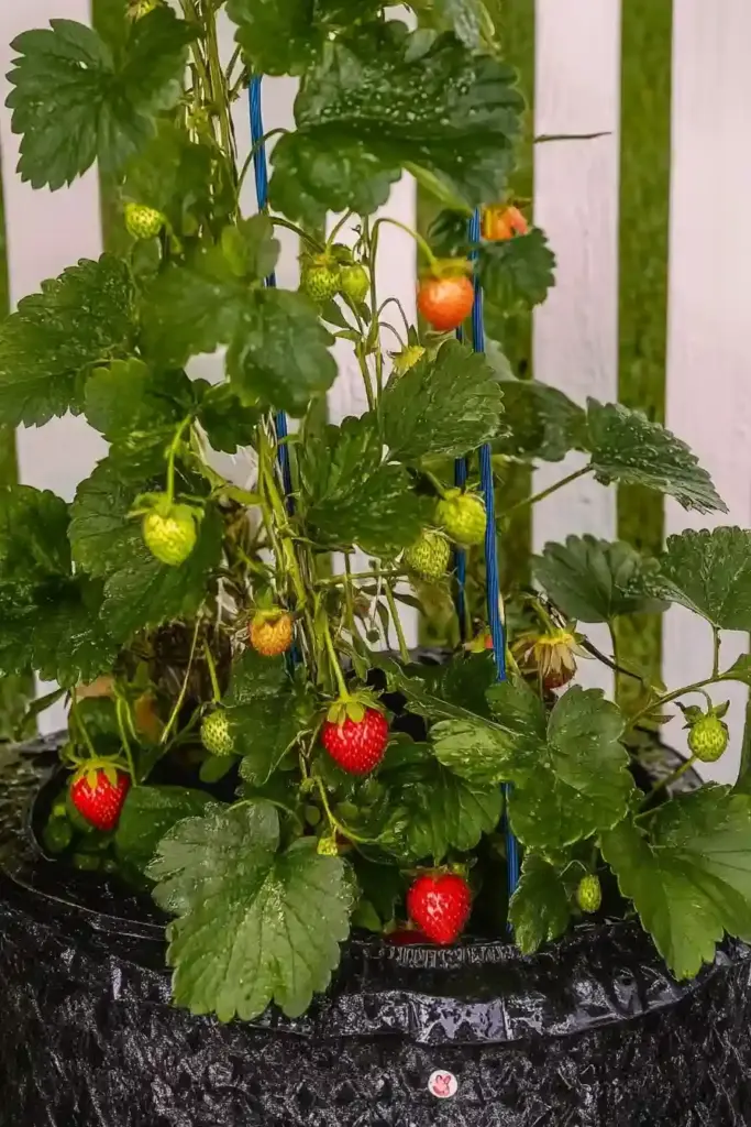 🍓 9. Climbing Strawberry (Fragaria × ananassa)