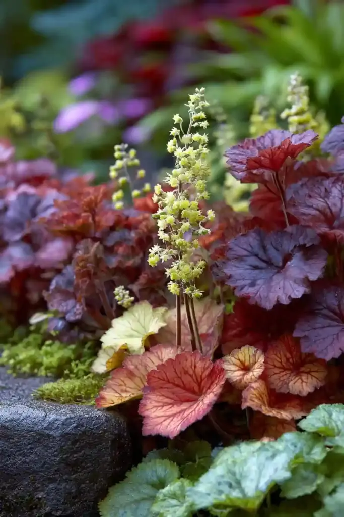 Heuchera (Coral Bells)