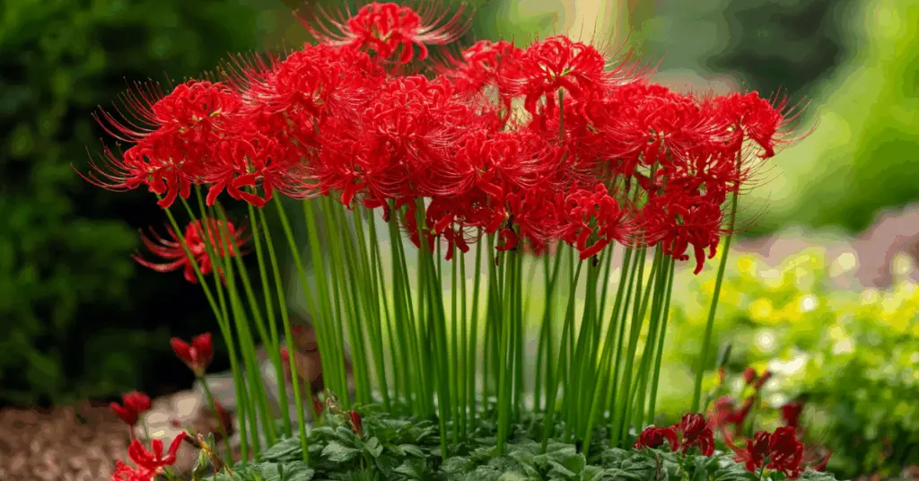 a group of Spider Lily flowers
