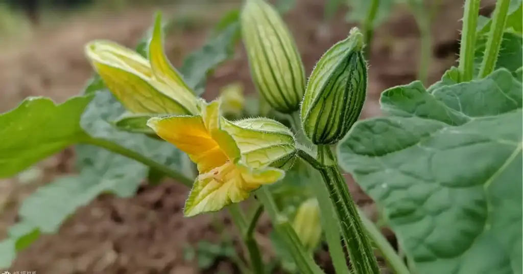 Zucchini