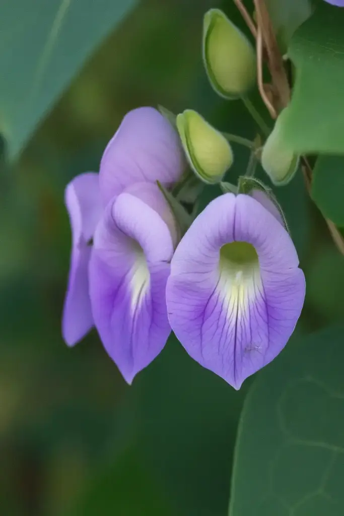 How to Grow and Care for Spurred Butterfly Pea