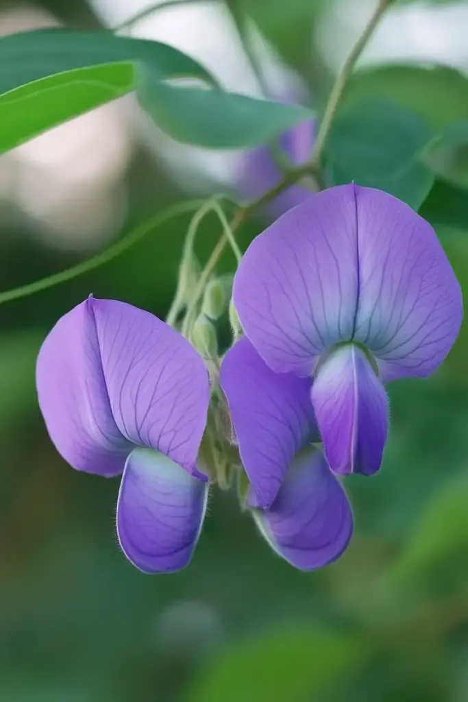 Quick Facts About Spurred Butterfly Pea