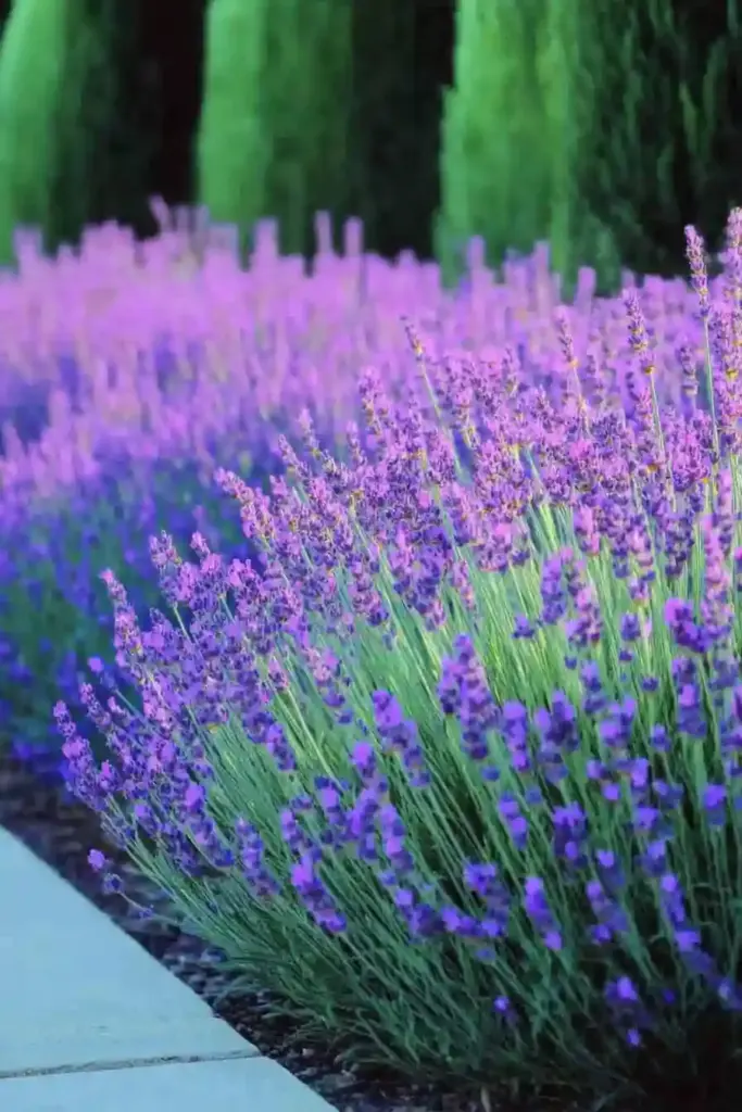 💜 4. Lavender (Lavandula)