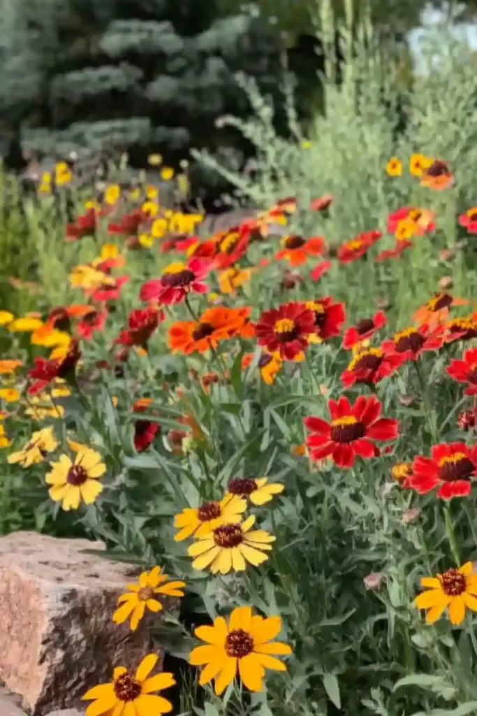 🔥 14. Blanket Flower (Gaillardia)