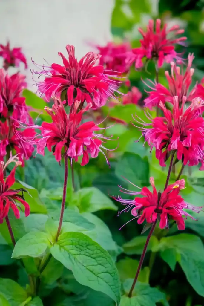 ❤️🔥 10. Bee Balm (Monarda)