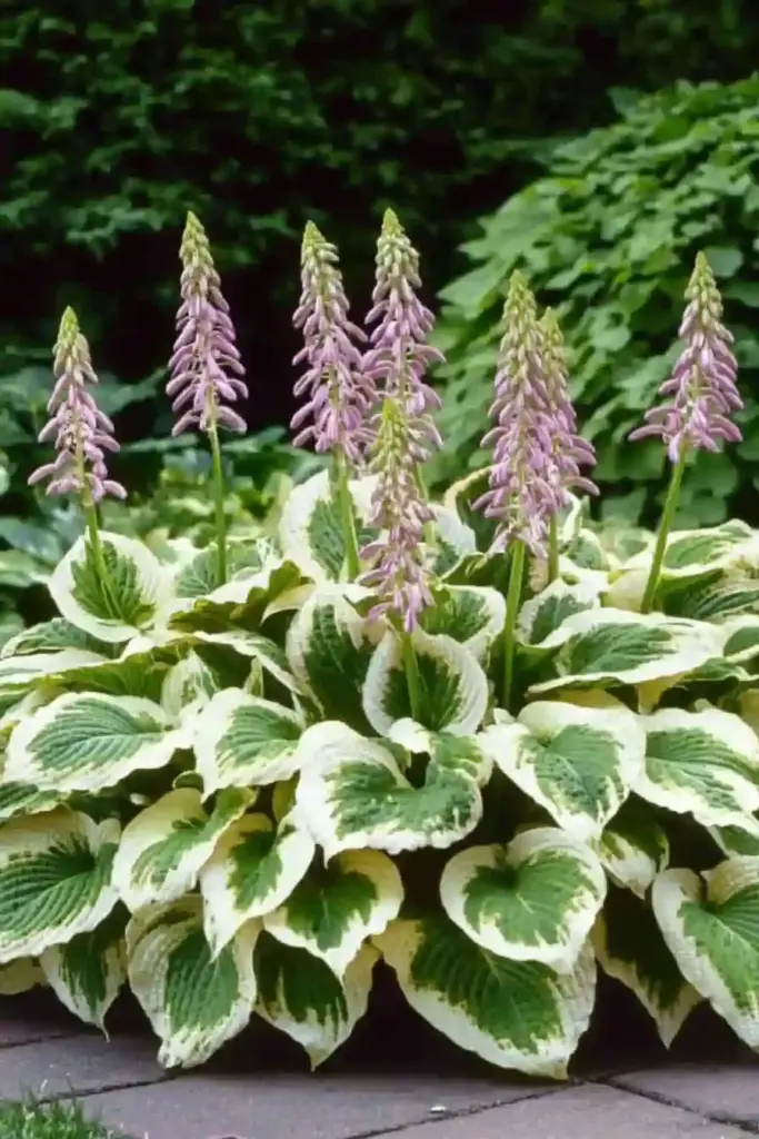🌿 6. Hostas