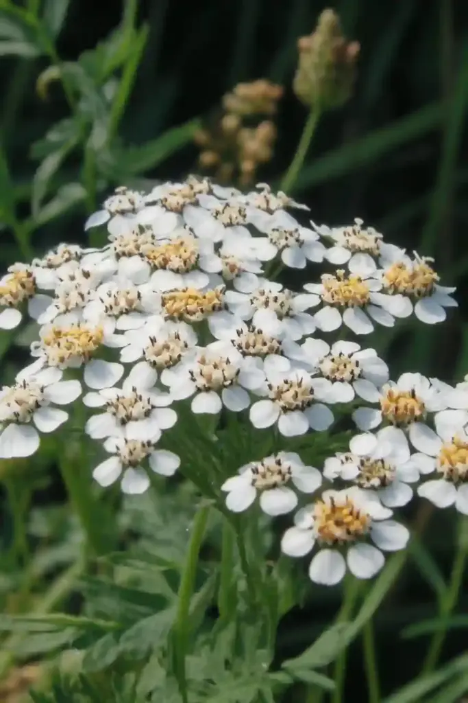 🌼 11. Yarrow (Achillea millefolium)