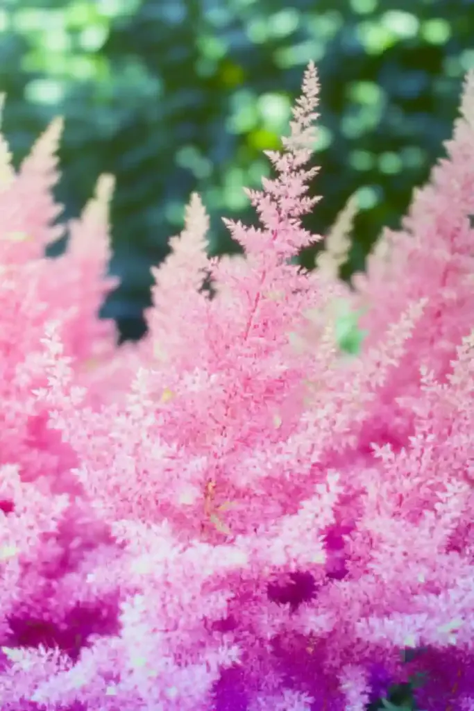 🌸 15. Astilbe