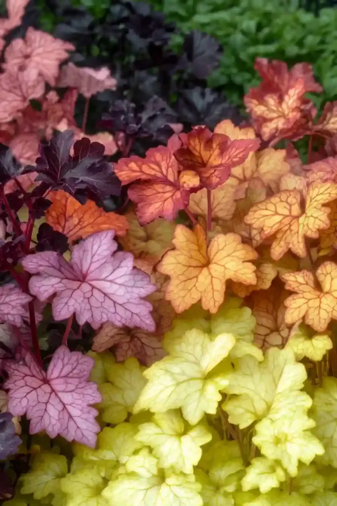 🍃 17. Heuchera (Coral Bells)